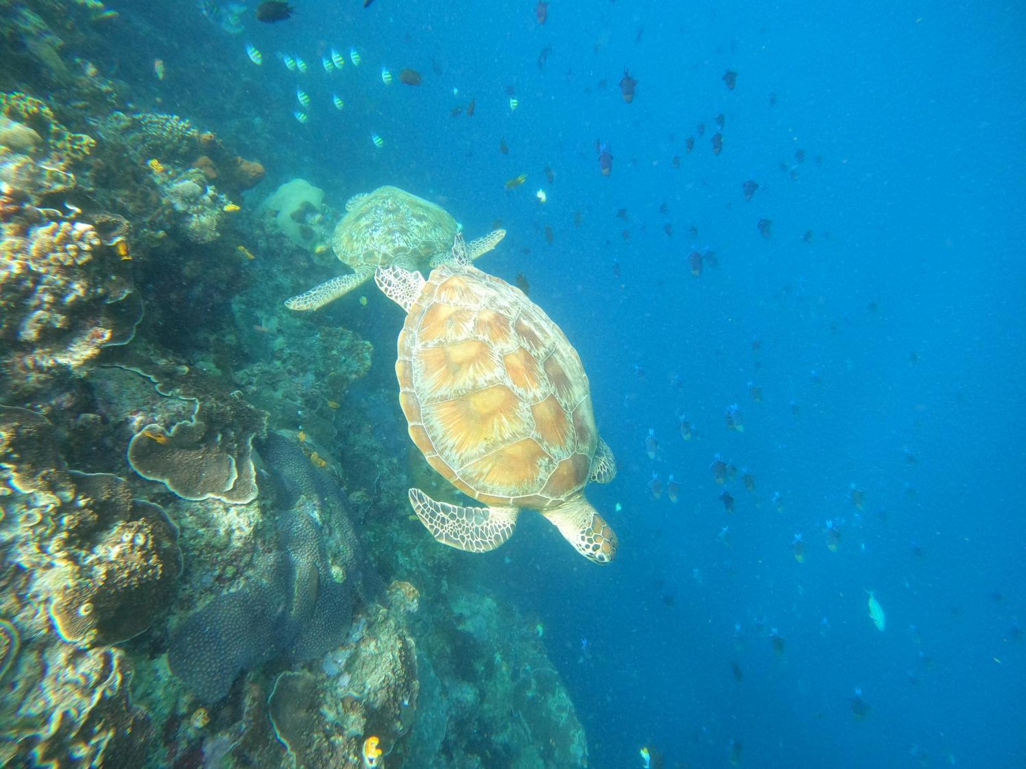 4 Sisters Divers Bunaken Zewnętrze zdjęcie