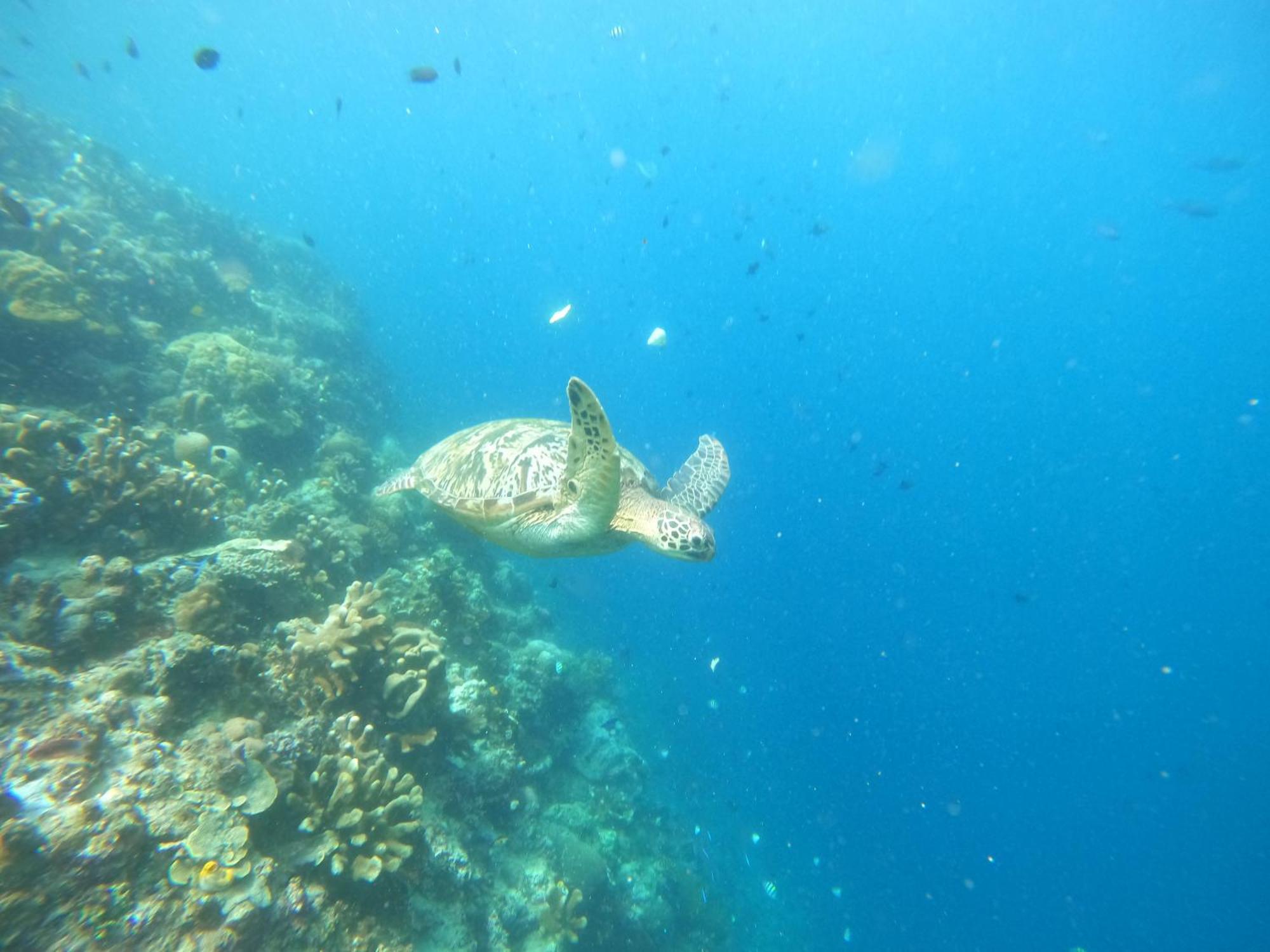 4 Sisters Divers Bunaken Zewnętrze zdjęcie