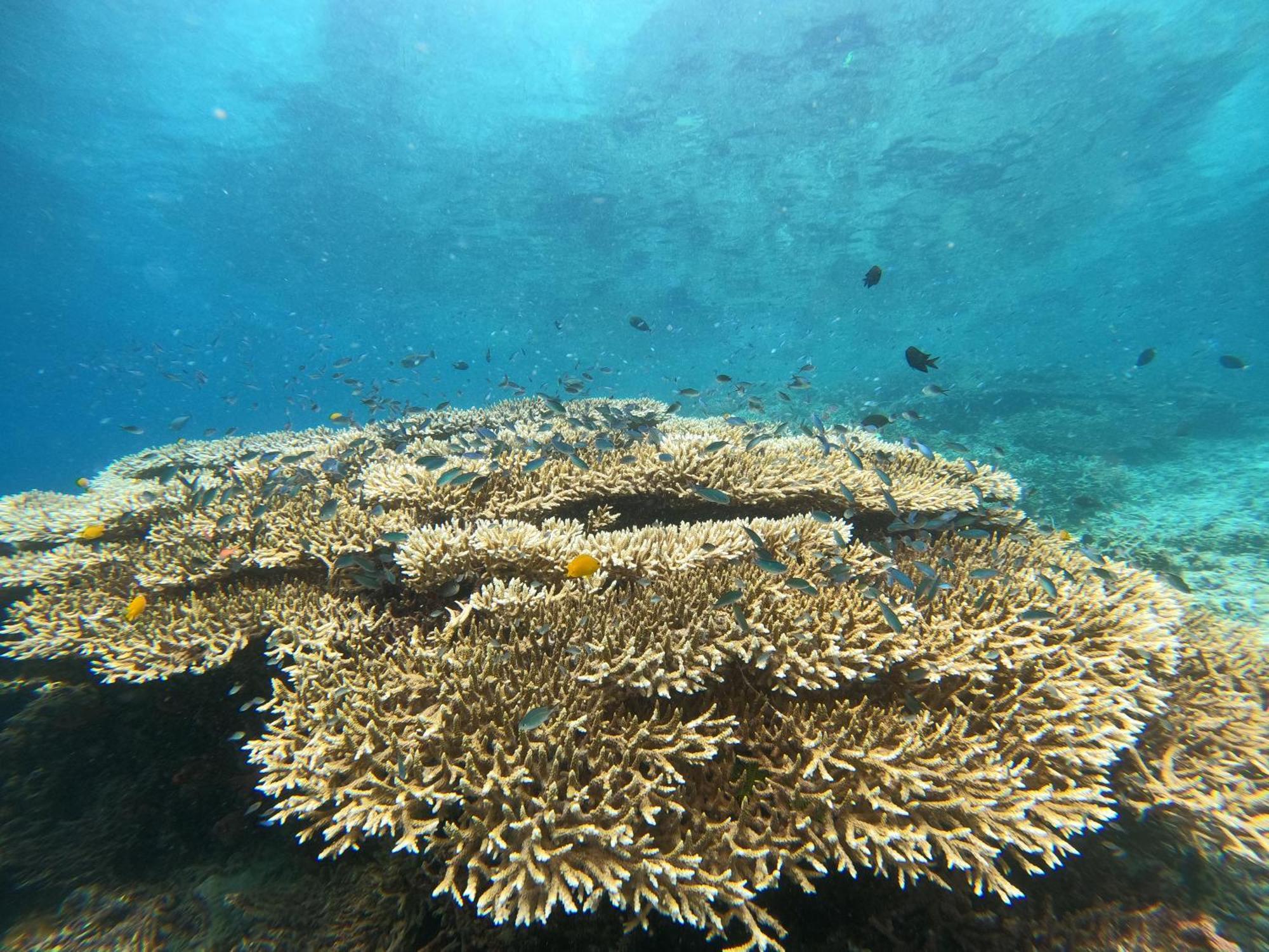 4 Sisters Divers Bunaken Zewnętrze zdjęcie