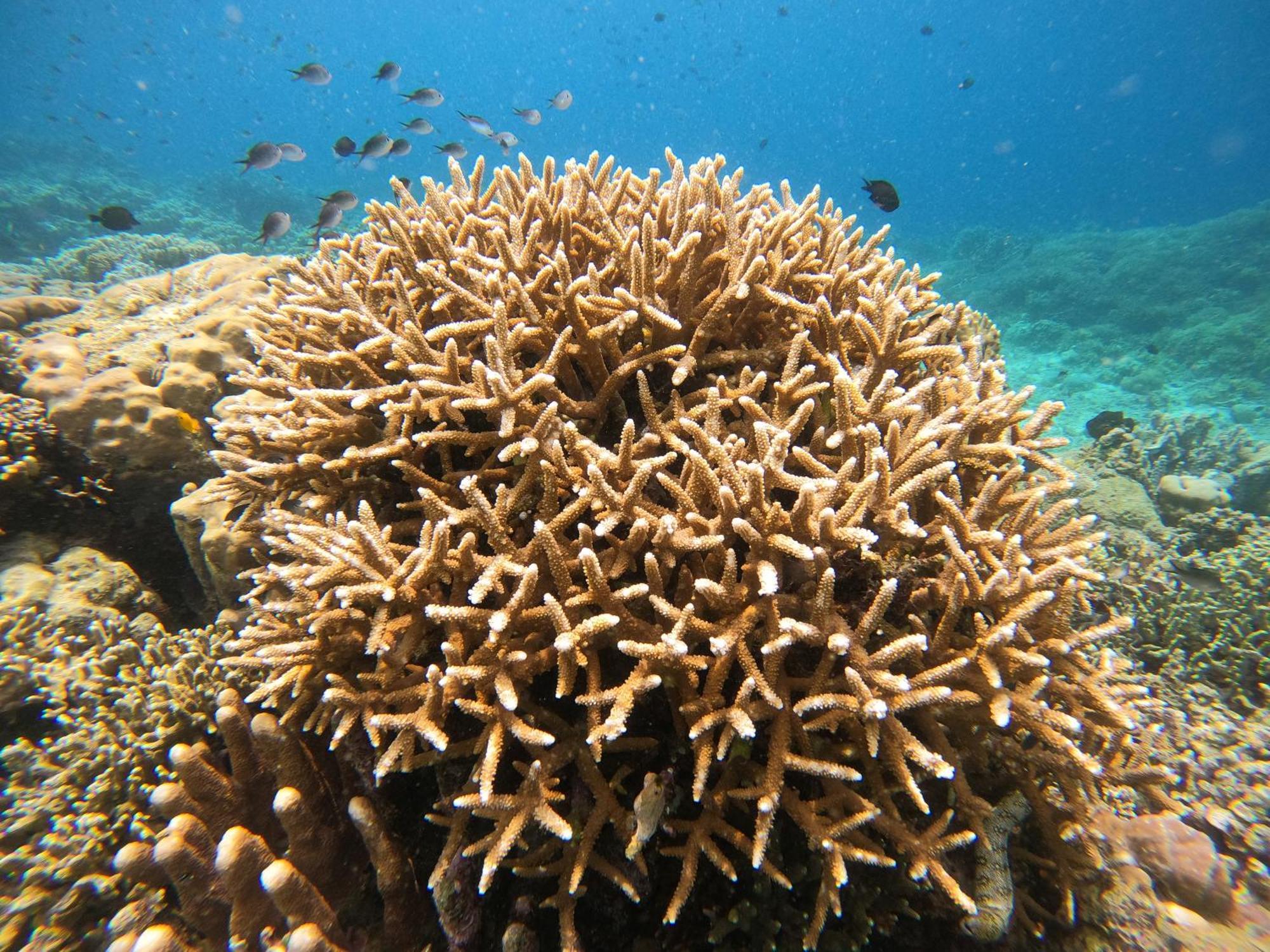 4 Sisters Divers Bunaken Zewnętrze zdjęcie