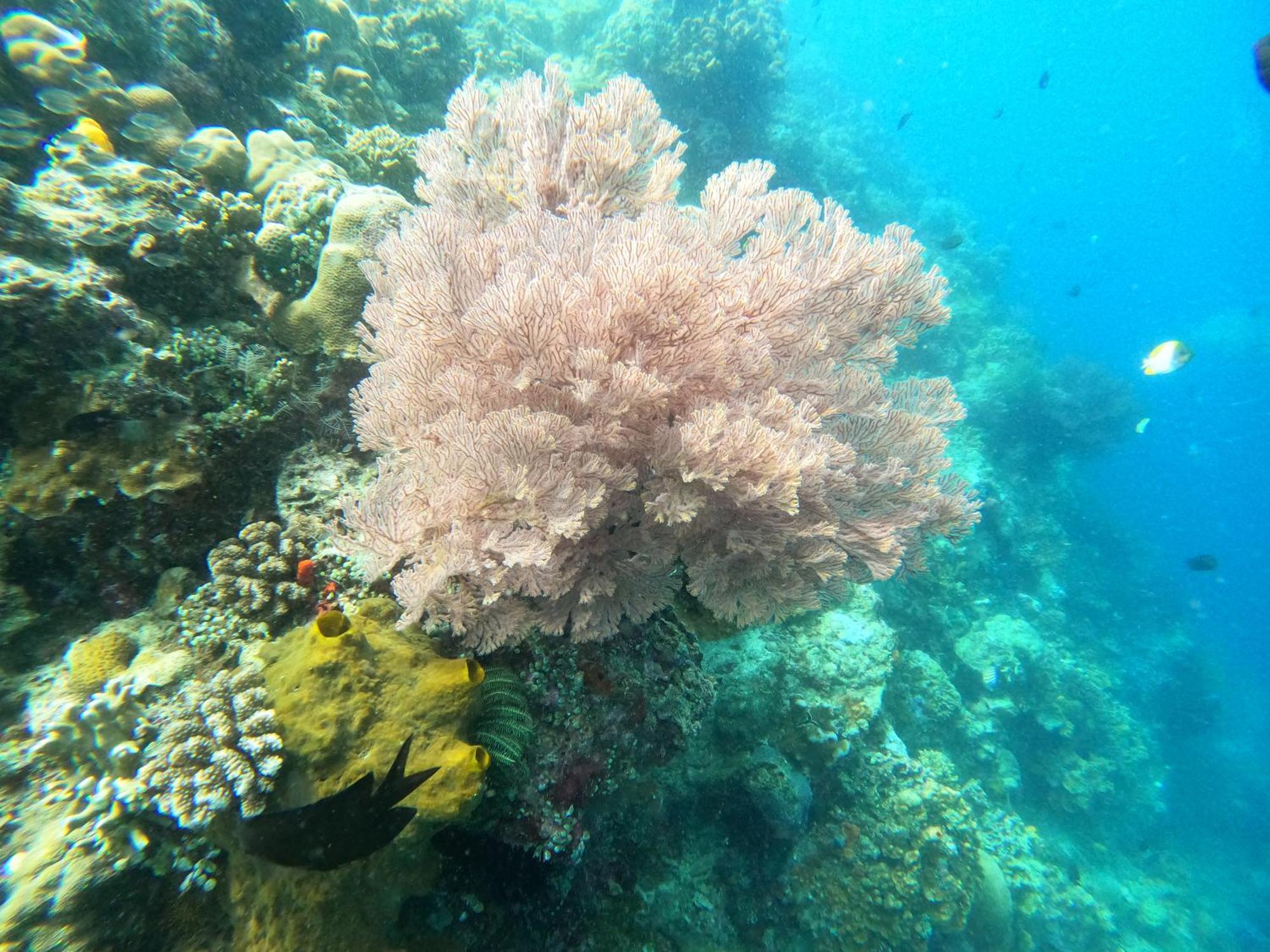 4 Sisters Divers Bunaken Zewnętrze zdjęcie