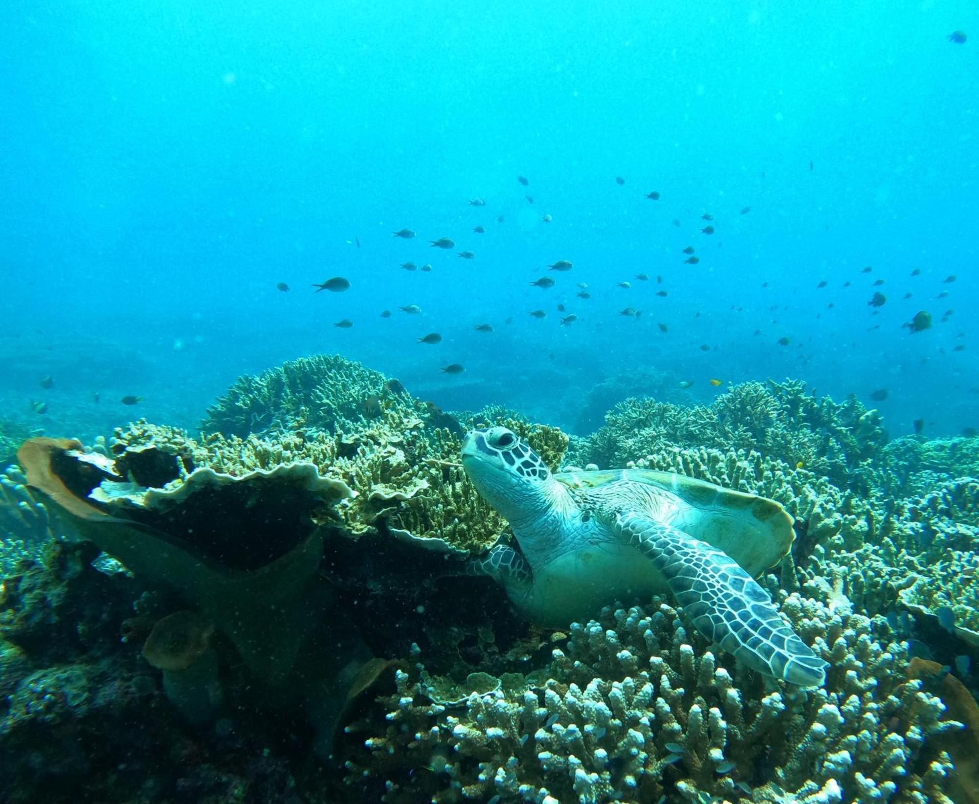 4 Sisters Divers Bunaken Zewnętrze zdjęcie