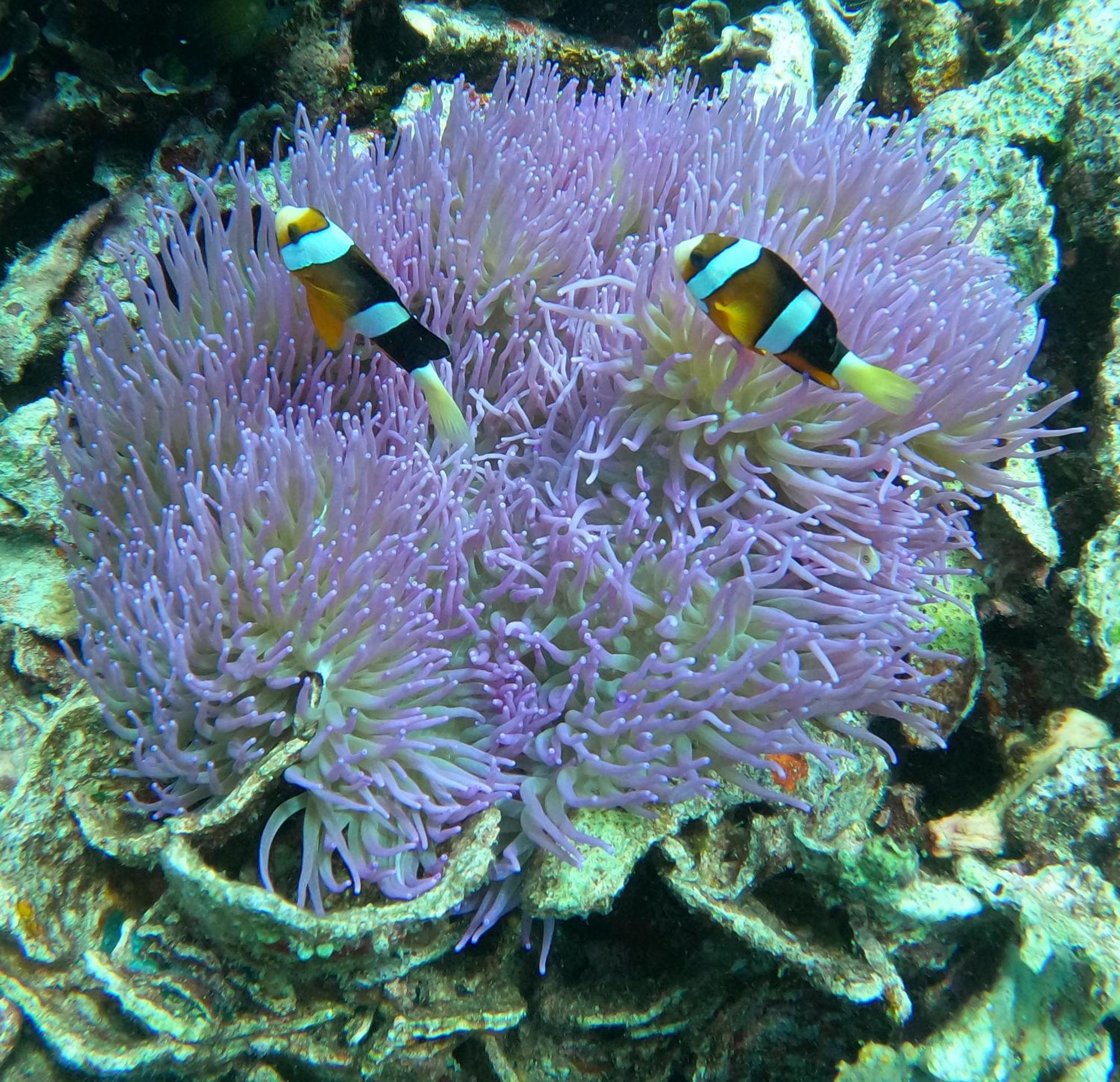 4 Sisters Divers Bunaken Zewnętrze zdjęcie