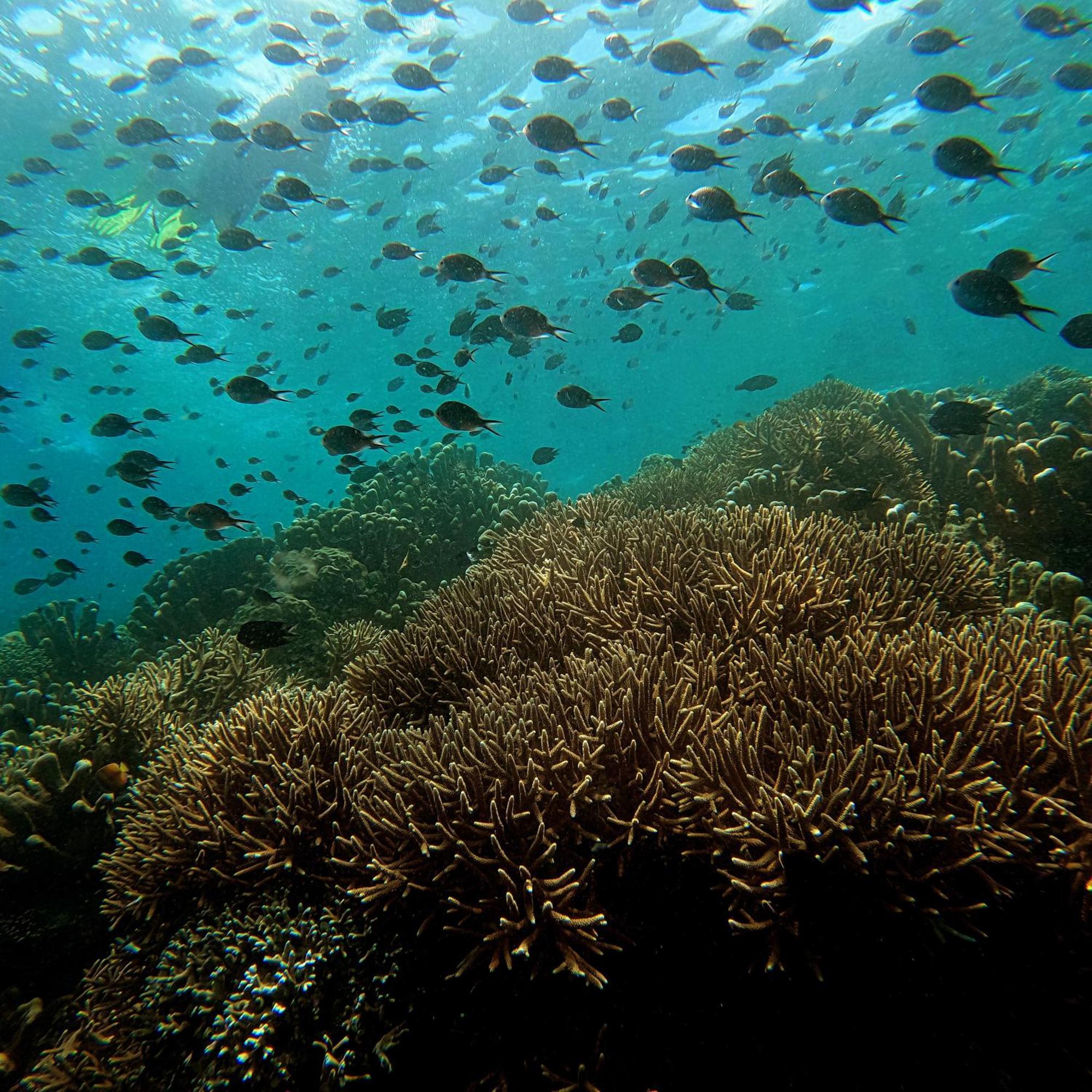 4 Sisters Divers Bunaken Zewnętrze zdjęcie