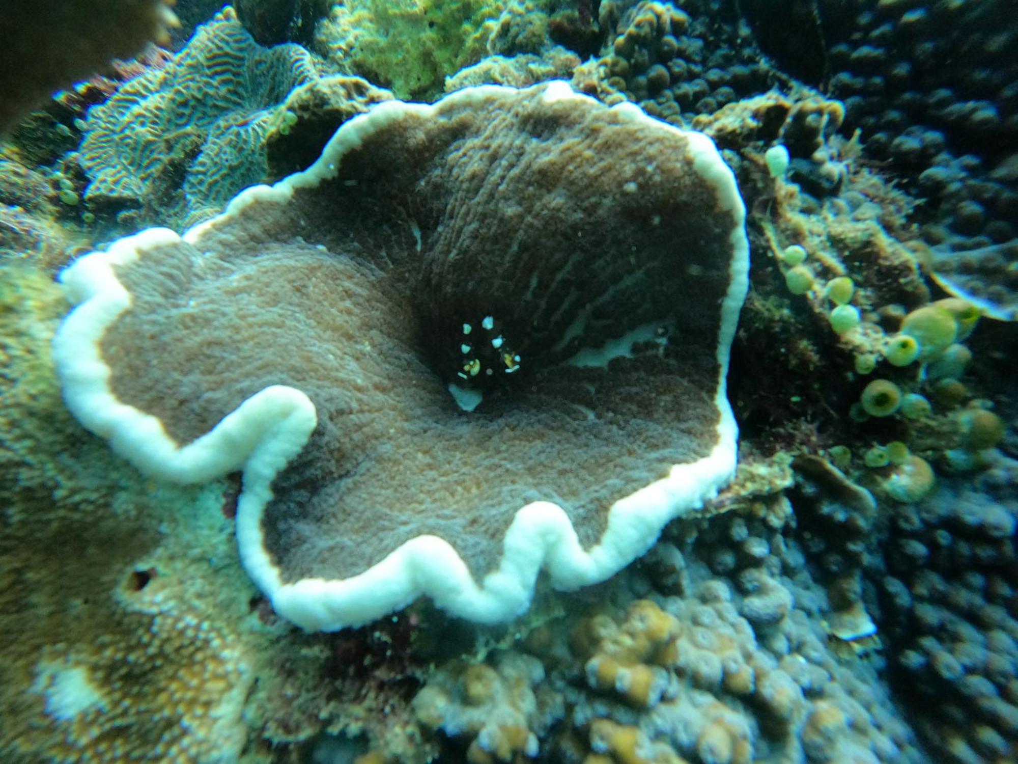 4 Sisters Divers Bunaken Zewnętrze zdjęcie