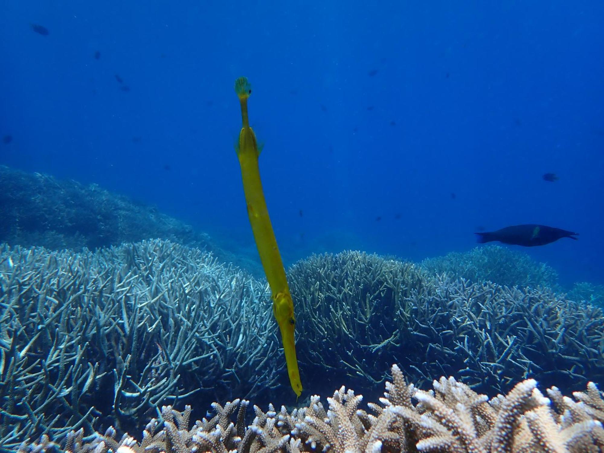 4 Sisters Divers Bunaken Zewnętrze zdjęcie