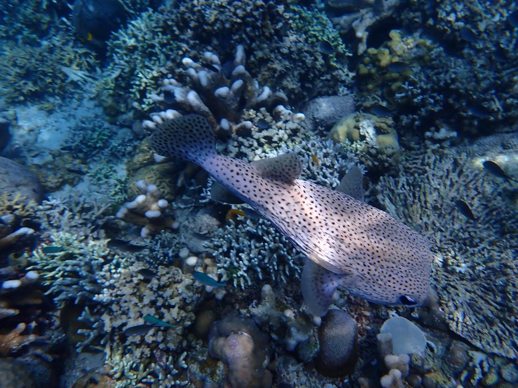4 Sisters Divers Bunaken Zewnętrze zdjęcie
